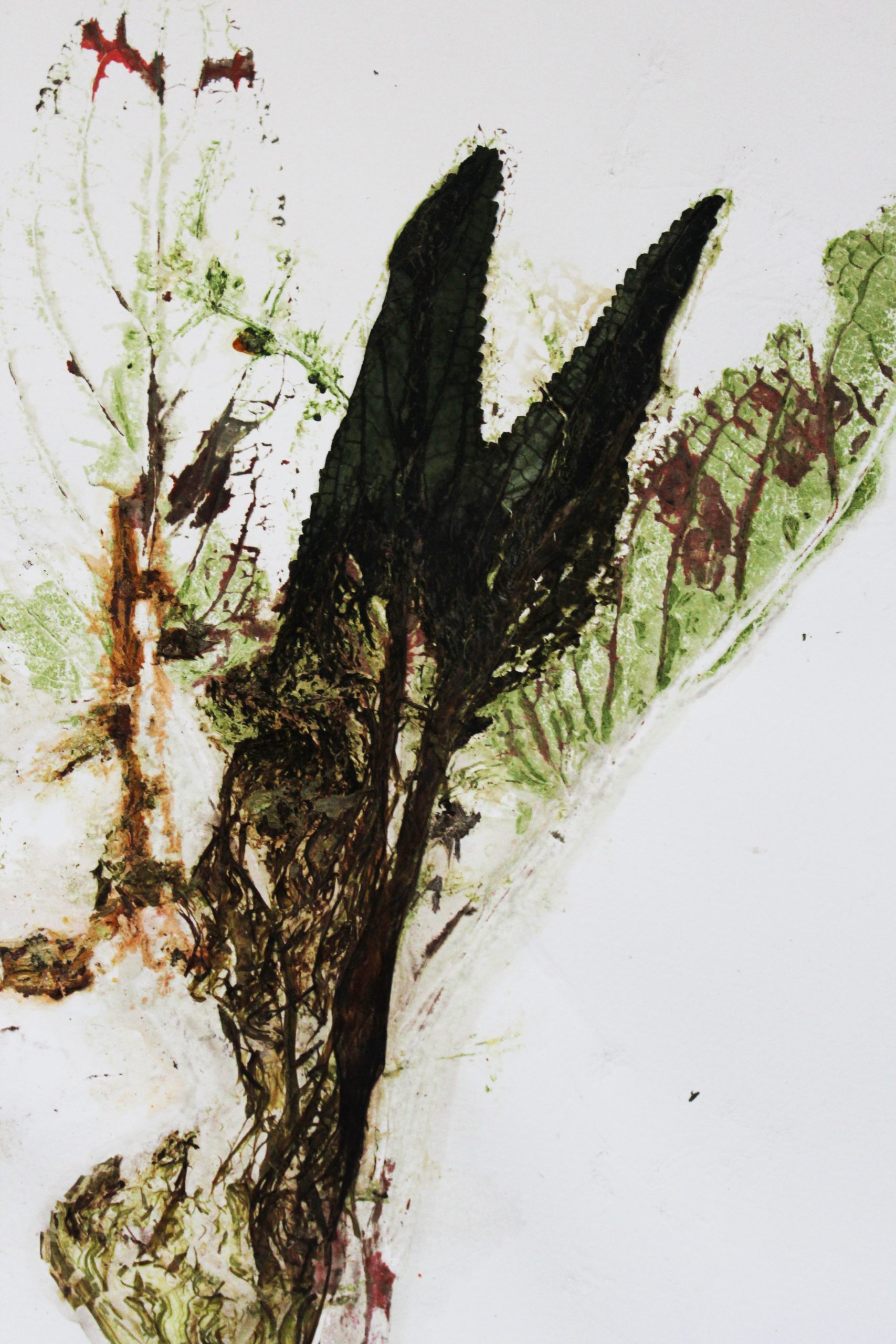 escrafularia-acuatica