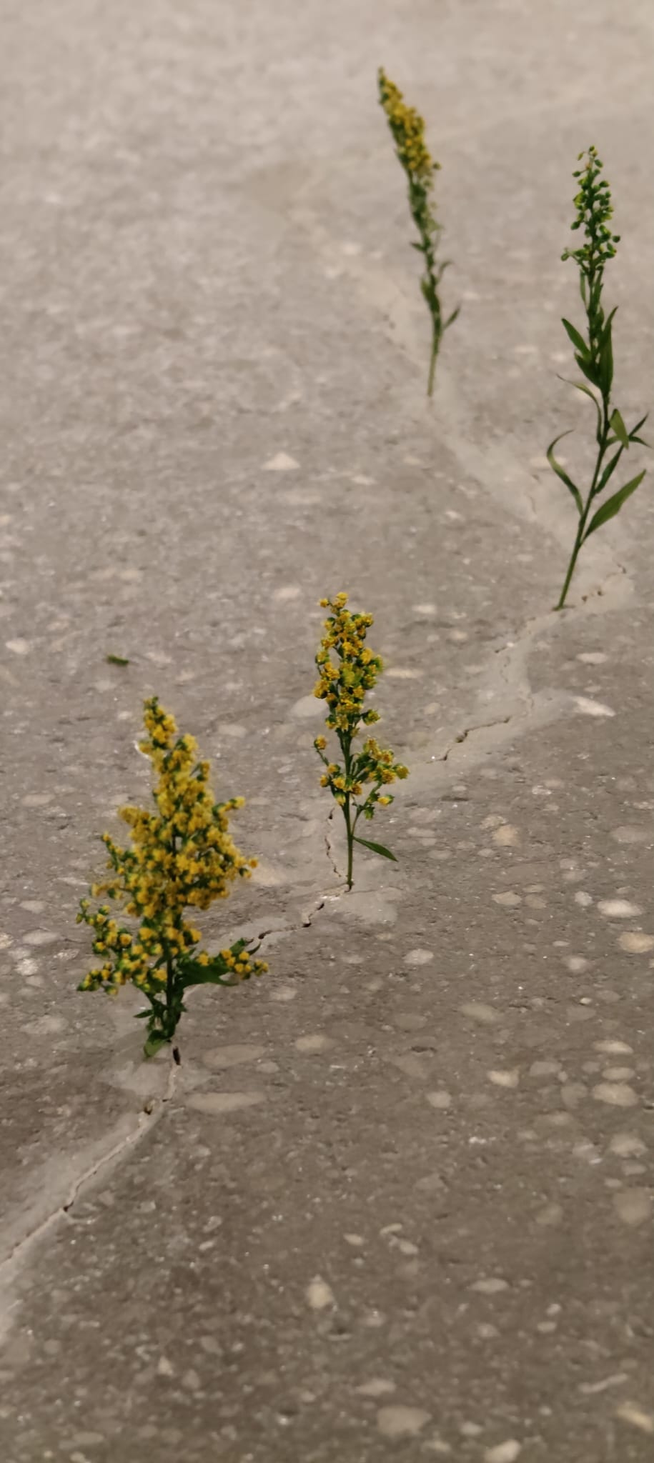 WhatsApp Image 2026-03-21 at 11.09.43